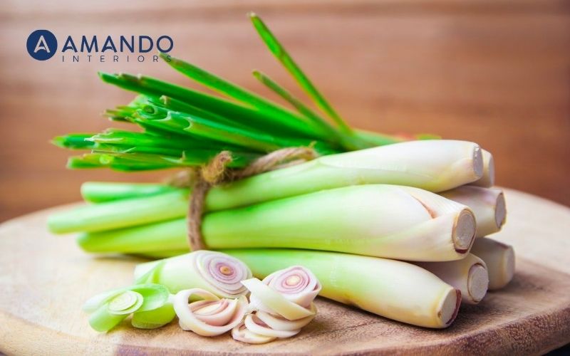 Tổng hợp 13 cách xử lý nước tiểu trên nệm đơn giản, hiệu quả 7 Sả có khả năng xử lý nước tiểu trên nệm cực tốt